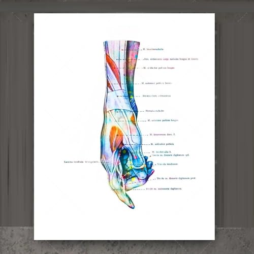 Hand-Anatomie-Druck, Handgelenk-Muskel- Und Bänder-Druck, Chiropraktiker-Geschenk, Handchirurgie-Kunst-Medizinisches Poster, Klinik-Orthopädie-Geschenk A1 60Cmx80Cm Kein Rahmen