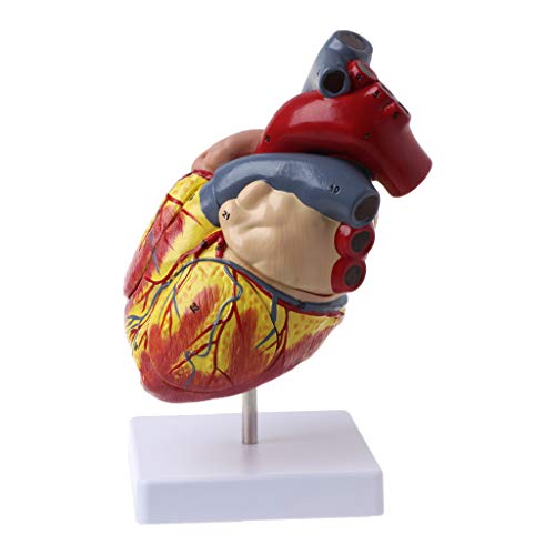 Yanhonin Anatomie Human – Herz in 2 Teilen – 1:1 Medizinisches Modell mit menschlichem Herz, Viskalischer Anatomie