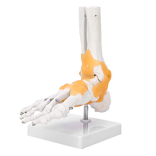 Anatomisches Fußmodell, erwachsenes menschliches Skelettband Fußknöchelgelenk Anatomisches Modell
