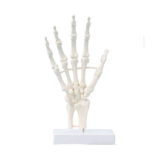 Erler Zimmer Anatomie Modell Handskelett Handmodell Handanatomie, lebensgroß, unbeweglich