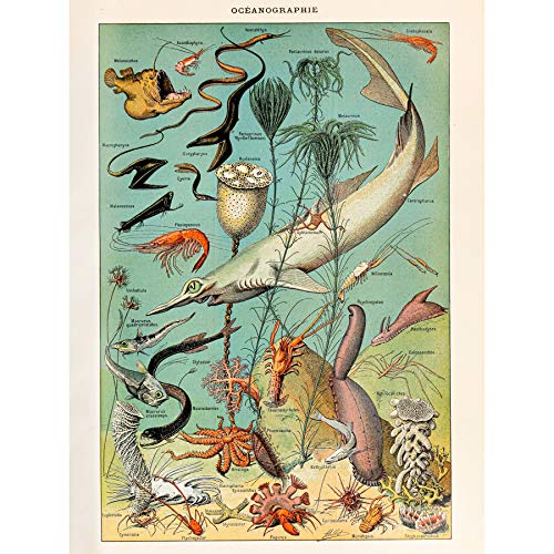 Millot Encyclopedia Page Ocean Fish Shark Large Wall Art Poster Print Thick Paper 18X24 Inch Seite Ozean FISCH Wand Poster drucken