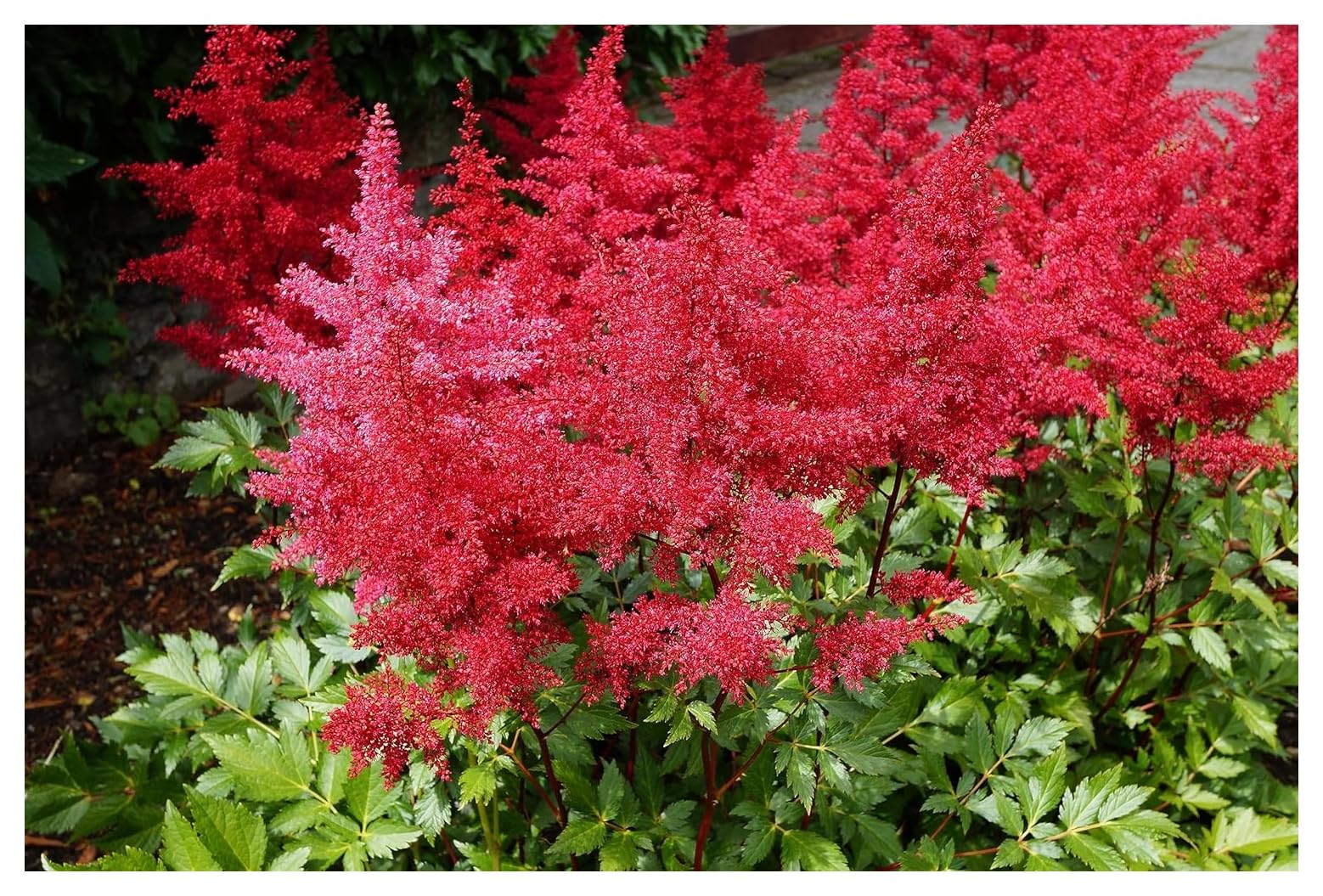 10 x Astilbe arendsii ‚Astary Red‘ (Winterhart/Stauden/Staude/Mehrjährig) Prachtspiere - in Rot - TOLLES FARBENSPIEL - Sehr Bienen und Insektenfreundlich - Auch perfekt für den Balkon und im Kübel
