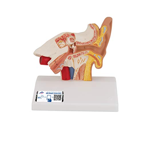3B Scientific Menschliche Anatomie - Schreibtischmodell des Ohrs, 1,5-fache Größe - 3B Smart Anatomy