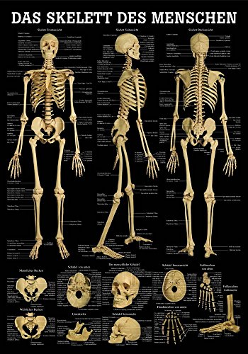 Ruediger Anatomie TA71LAM Das Skelett des Menschen Tafel, 70 cm x 100 cm, laminiert