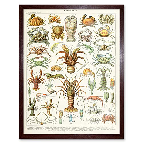 Millot Encyclopedia Page Crustaceans Lobster Art Print Framed Poster Wall Decor 12x16 inch Seite Wand Deko