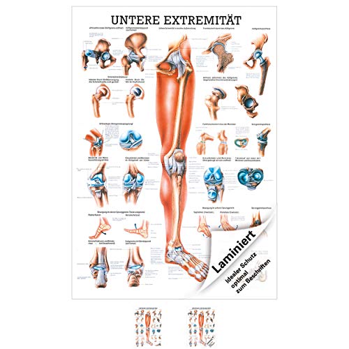 Untere Extremität Lehrtafel Anatomie 100x70 cm medizinische Lehrmittel