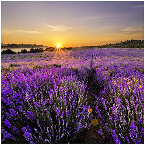 Wallario Glasbild Sonnenuntergang über dem Lavendel - 50 x 50 cm in Premium-Qualität: Brillante Farben, freischwebende Optik