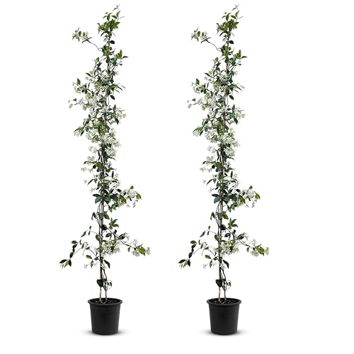 Trachelospermum Jasminoides - 110cm - Winterhart - Sternjasmin - toskanischer Jasmin -Weiß - A+ | 2 pcs
