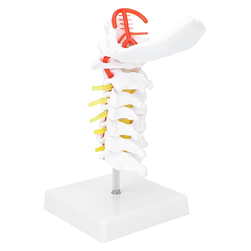 Halswirbelmodell, PVC-Lehrwerkzeug Klassenzimmer Studienanzeige Nerven Anatomisches Modell Wissenschaftsunterricht für Büro für Wissenschaft für Ärzte