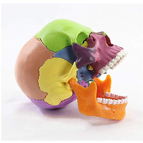 Schädel Modell Menschliche Anatomie Farbe 15 teilig, Realistisches und genaues Modell Flexibles und abnehmbares Modell 18 * 15 * 10 cm