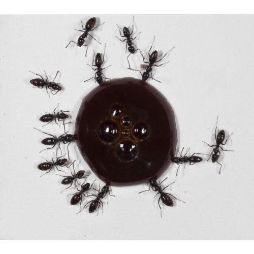 10ml Ameisen-Nektar - Protein Syrup for Queens Ants and Ants Colony