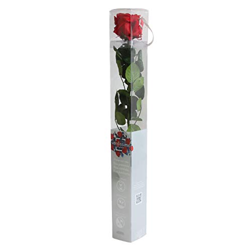 1 Haltbare stabilisierte Rose in rot, konservierte Rosen die ihre lebendige Natürlichkeit über eine Ewigkeit behalten - Länge ca. 55 cm