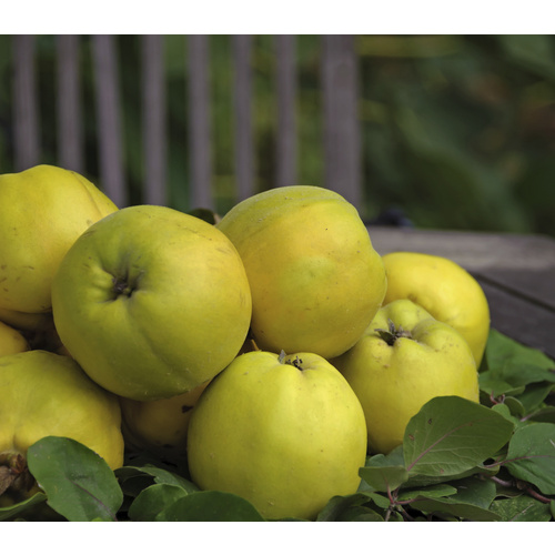 Gartenkrone Apfelquitte, Cydonia, Früchte: süß-säuerlich 2