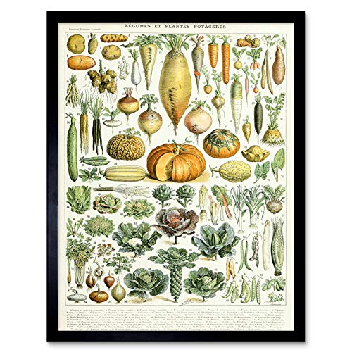 Millot Encyclopedia Page Legumes Vegetables Art Print Framed Poster Wall Decor 12x16 inch Seite Wand Deko