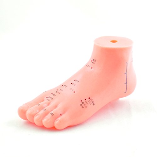 HEINESCIENTIFIC Akupunkturmodell des Fuß von MP24 - Anatomische Modelle