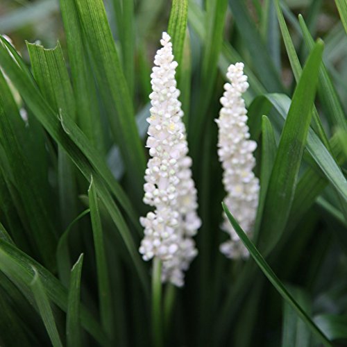 5 x Liriope muscari ‚Monrose White' Lilientraube (Ziergras/Gräser/Stauden/Winterhart)