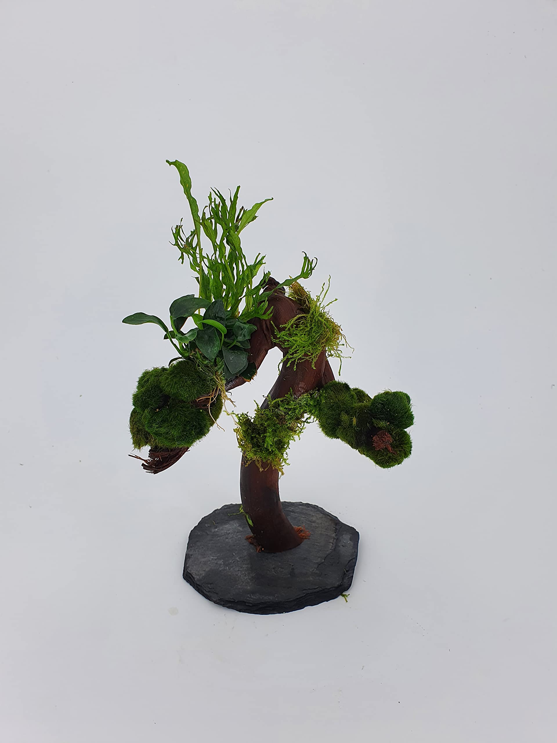Wasserpflanzen Tropica Garnelenbäumchen Moorwurzel Aquarium Wurzel Bonsai ca 25-30 cm (Moorwurzel) bepflanzt mit Mooskugelnauf Schiefer Wurzel mit Wasserpflanzen (versch.) Abbildung ähnlich