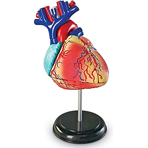 Learning Resources LER3334 Anatomiemodell des Herzens