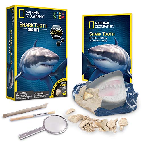 Bandai NGSHARK National Geographic – Ausgrabungsset – 3 versteinerte Haifischzähne zum Ausgraben – Bildungs- und Wissenschaftsspiel – STEM – JM00604