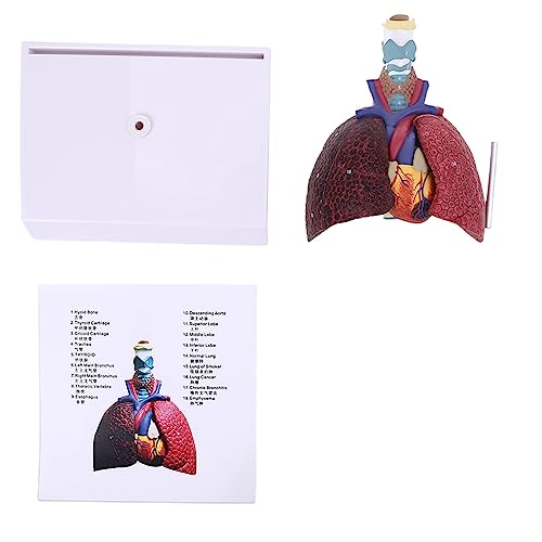 Lebensgroßes Menschliches Lungenmodell Anatomisches Atmungssystem Anatomie Lehrmittel Menschliches Schädelmodell