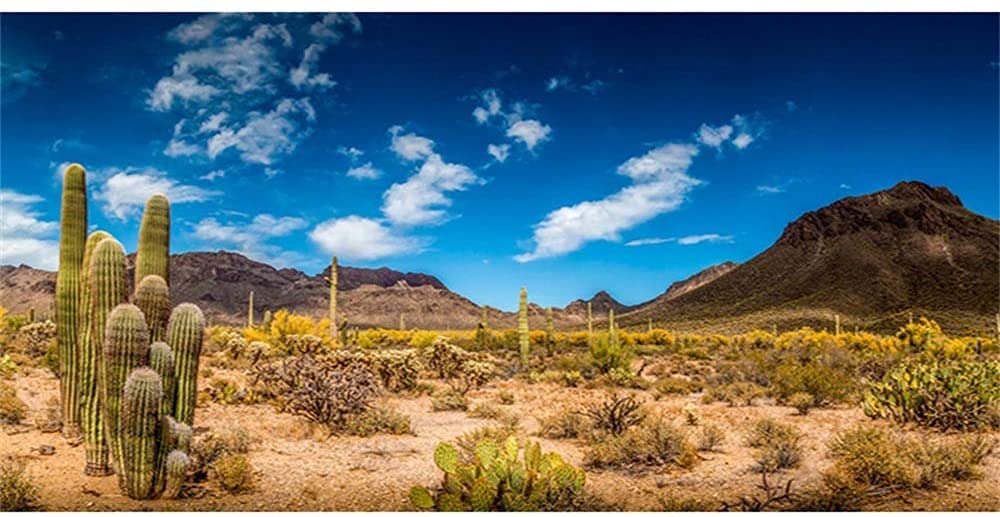 AWERT Hintergrund für Reptilien, 152,4 x 61 cm, blauer Himmel, Oase, Kaktus, Wüste, Terrarium, Hintergrund, Vinyl