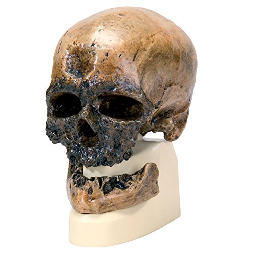 3B Scientific - Schädelreplikat Homo sapiens (Crô-Magnon)