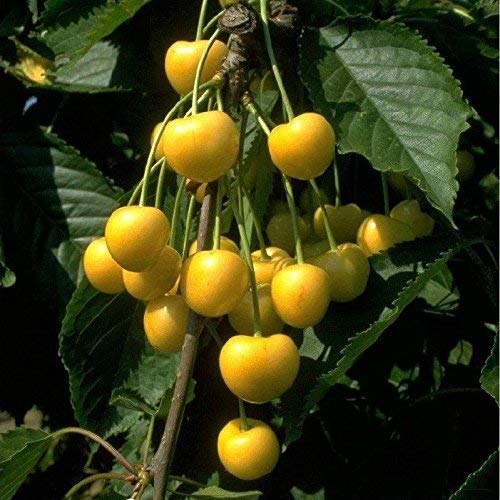 Obstbaum Kirsche Kirschbaum Busch Form gelb Dönissens gelbe Knorpelkirsche - hochwertige Baumschul Qualität direkt vom Fachhändler