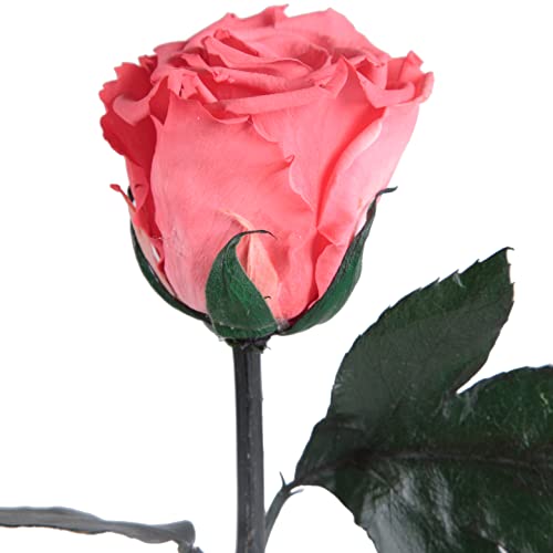Infinity Rose Korall-Rot - Ewige Rose konserviert haltbar 3 Jahre echte Rose die eine Ewigkeit blüht (Korall)