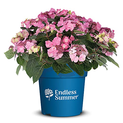 Endless Summer Hortensie 'PopStar', rosa, Tellerhortensie, Hydrangea, Blume, winterhart, Pflanze für Garten, Terrasse, Balkon oder Kübel