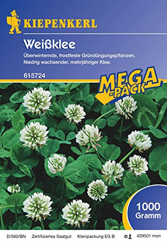 Weißklee - 1 kg Gründünger Mega-Pack