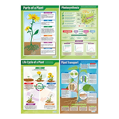 Plants Poster – Set von 4 | Wissenschaft Poster | Glanzpapier mit den Maßen 850 mm x 594 mm (A1) | Wissenschaft Diagramme für das Klassenzimmer | Bildung Diagramme von Daydream Education