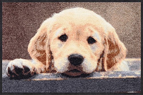 Salonloewe Nosy Dog Fußmatte 50 x 75 cm Türmatte, Schmutzfangmatte, Hundefussmatte, Fußmatte Hundemotiv waschbar, Hund, Retriver
