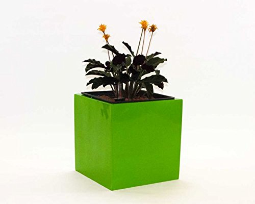 Elegant Einrichten Blumenkübel Fiberglas quadratisch 48x48x48cm Hochglanz Avocado grün.