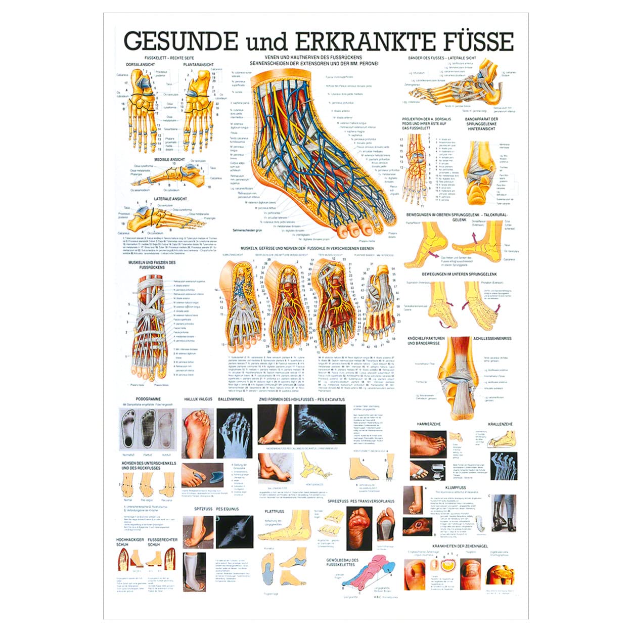 Rüdiger Der Fuß Lehrtafel Anatomie 100x70 cm medizinische Lehrmittel