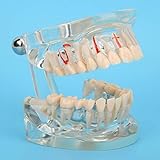 Standard-Zähne-Modell für Erwachsene mit hoher Präzision. Weit verbreitet für die Bildung von Arbeitskollegen.
