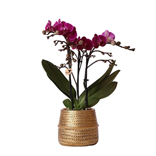 Kolibri Orchids | Lila Phalaenopsis Orchidee - Morelia + Groove Ziertopf gold - Topfgröße Ø9cm - 40cm hoch | blühende Zimmerpflanze - frisch vom Züchter