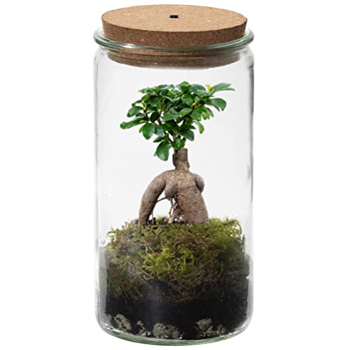 Bonsaiworld Bonsai Ginseng Echt im Weck Glas - Flaschengarten - Mini Pflanzen Terrarium - Ökosystem im Glas Set mit Bonsai Ginseng - Glas: Ø 10,5 cm, Höhe 21 cm