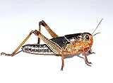 Heuschrecken mittel 300 Stück Wanderheuschrecken Futterinsekten Reptilienfutter