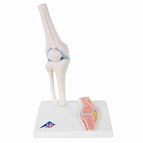 3B Scientific Menschliche Anatomie - Mini-Kniegelenkmodell mit Querschnitt