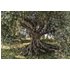 Komar Fototapete Olive Tree 368 x 254 cm