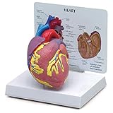 GPI Anatomicals 2500 Herz Modell