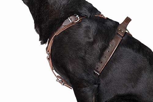 Epic Hundegeschirr, klassisches Leder mit leistungsstarkem Sicherheitssystem, verstellbar, amortiziert, gefüttert, von Profis empfohlen