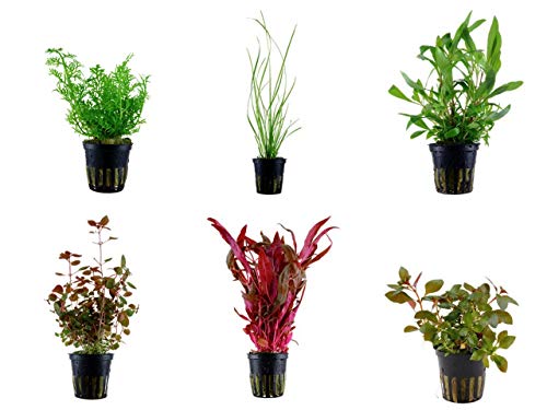 Tropica Hintergrund Set mit 6 Topf Pflanzen Aquariumpflanzenset Nr.27 Wasserpflanzen Aquarium Aquariumpflanzen