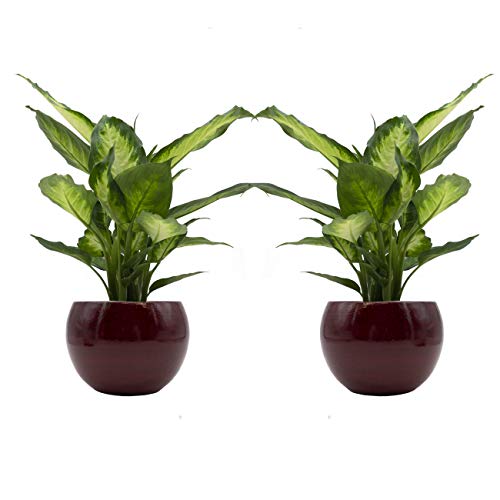 Dieffenbachia-Duo mit handgefertigtem Keramik-Blumentopf "Cresto Rot" - 2 Pflanzen und 2 Dekotöpfe