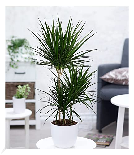 BALDUR Garten Dracena Marginata ca. 110-120 cm hoch,1 Pflanze Luftreinigende Zimmerpflanze Drachenbaum Zimmerpflanze Draceana