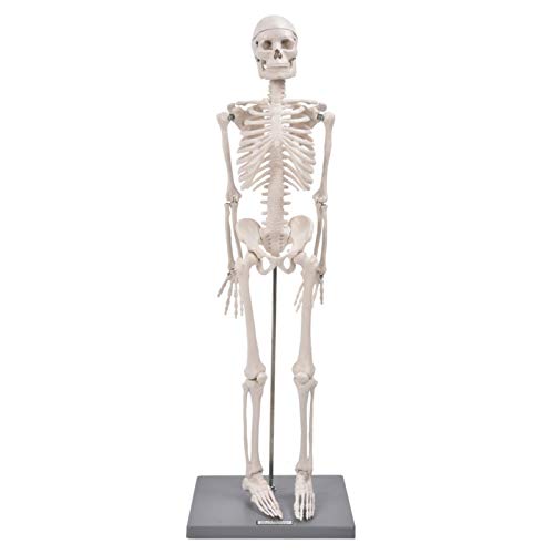 Menschliches Skelettmodell - 85 cm anatomisches Replik-Skelettmodell Inklusive Sockel und Stützstange - Menschliches Körperskelett für den anatomischen Unterricht Visuelles Lehrmittel