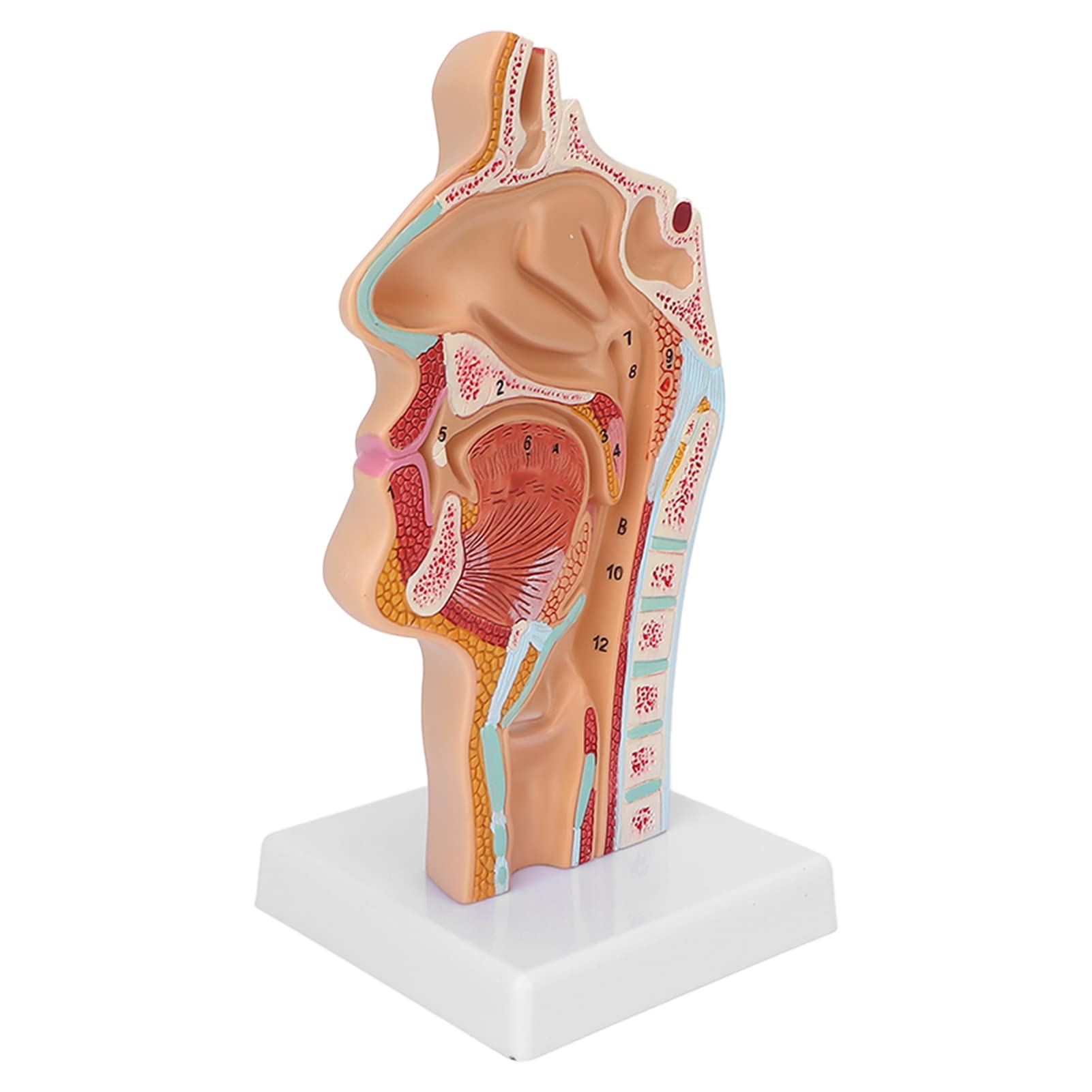 Menschliches Nasenhöhlenmodell, Farbmalerei anatomisches Modell für Anatomie zur Demonstration für den Unterricht