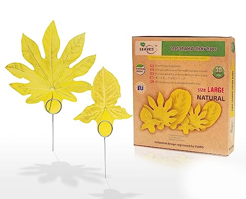 LEAVES 30 STK Klebrige Fliegenfallen Trauermücken Fruchtfliegenfalle Klebriger Fänger – für Zimmerpflanzen Schädlingsbekämpfung für mehrere Arten Pflanzenkontrolle im Innenbereich (Large Natural)