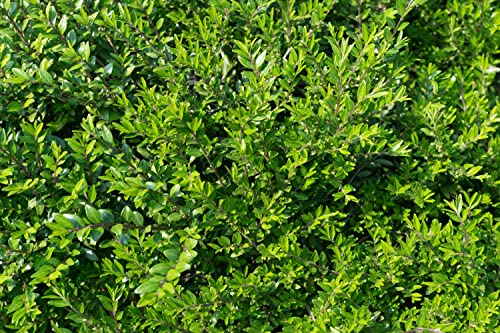 10 x Lonicera pileata (Böschungsmyrthe) Buchs Buxus Ersatz Bodendecker/TOP für Hecken