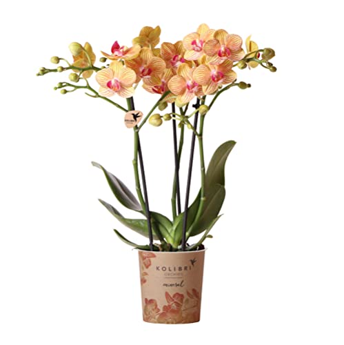 Kolibri Orchids | orange Phalaenopsis Orchidee -35cm hoch - Topfgröße Ø9cm | blühende Zimmerpflanze - frisch vom Züchter